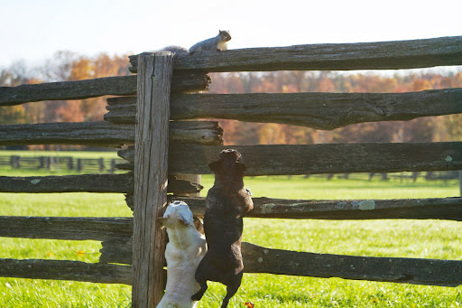 Francesca and Sharkey covered one of their favorite pastimes on this edition of the Daily Wag - chasing squirrels!
http://dailywag.marthastewart.com/2012/11/the-great-squirrel-chase.html