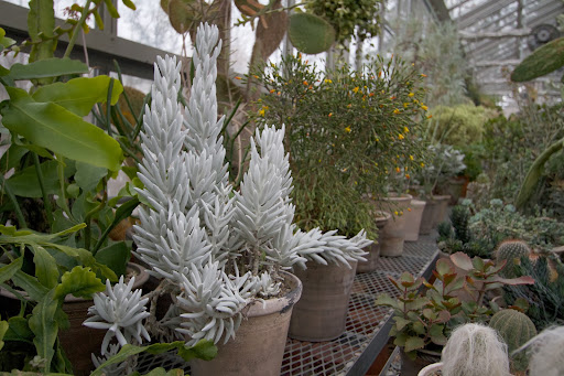 Senecio is a genus grown for their decorative foliage. Senecio haworthii, or cocoon plant, has cocoon-shaped leaves thickly covered with silvery white hairs.