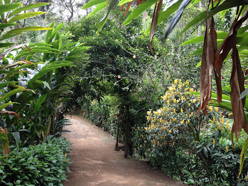On our last day in India, we visited Green Land Spice Garden, a lush and beautiful garden that is home to many incredible plants including coffee, cocoa, cardamom, cloves, peppercorns, bananas, and many varieties of chili peppers.
