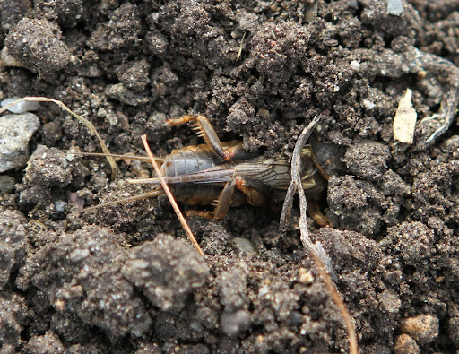 Our attempts of eradicating these mole crickets using organic solutions has proved ineffective, so we're moving the vegetable garden to an area of the farm where no mole crickets have been seen.