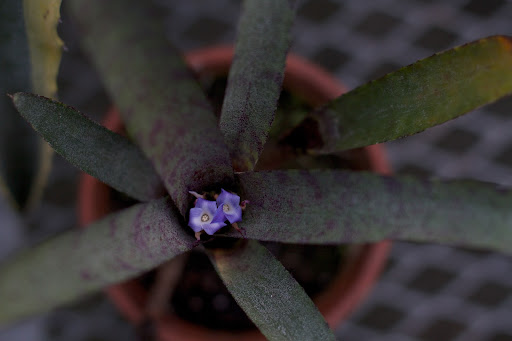 A purple flowering bromeliad