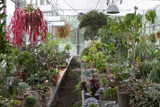 The main greenhouse is home to many more tropical plants in my collection. This side has has mostly cactus, succulents, and topiaries. The great pink-colored hanging plant is a pseudorhipsalis, a genus of cacti.