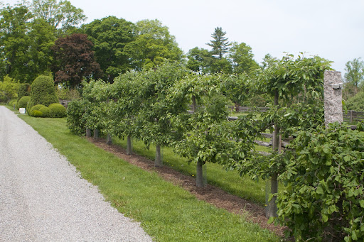 There was a lot of interest in the apple trees, including this espalier of Gravenstein apple trees.