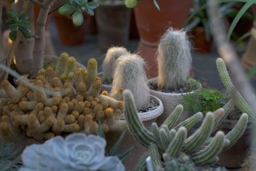 I have quite a few interesting cactus.