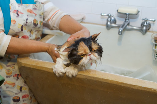 After cleaning one area at a time, including tail and legs, fresh warm water was poured over Peony to remove the shampoo.