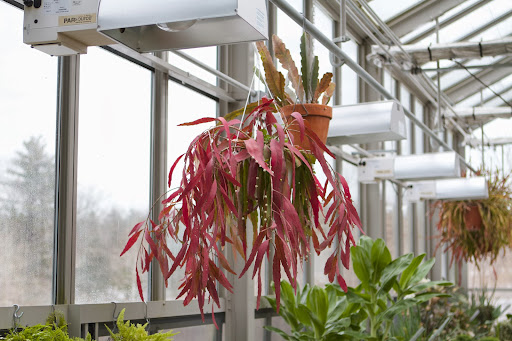 This hanging plant is a pseudorhipsalis ramulosa 'Devil's Tongue'. The red foliage are actually stems that form small pearl-like fruit along the edges.