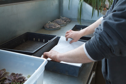 Ryan lined the bottom of three seed flats with paper toweling. This keeps the succulent mix contained and when damp, the paper toweling helps to retain moisture.