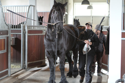 As always, Betsy and Dolma made sure that the horses were well-groomed. This is Meindert getting all spic and span just before the tour group arrived.