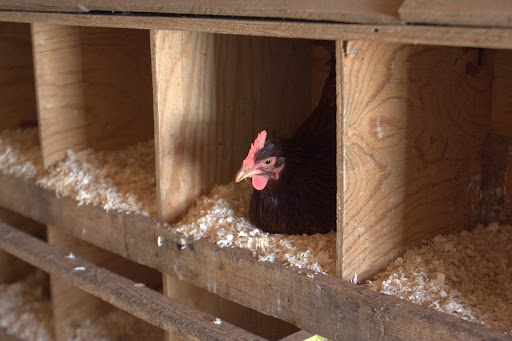 Lisa keeps about three dozen chickens and has a yield of about thirty eggs per day.