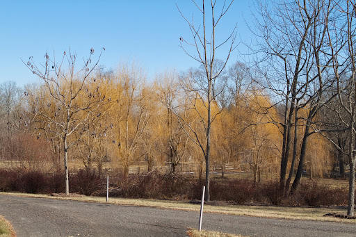 The groves of weeping willow seem to be colorful all year long, even during the coldest of winters!