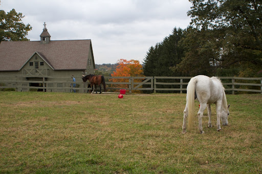The present owners mother was an Olympic medalist in endurance and the farm is know for its Arabian horses.