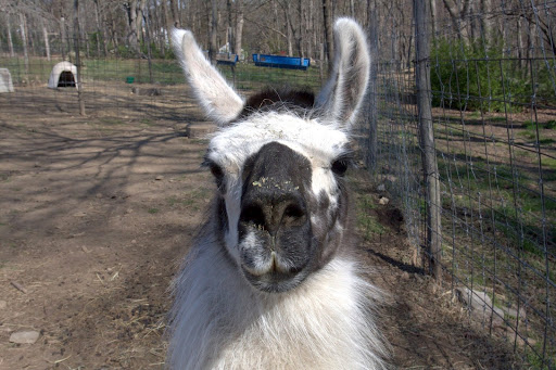 Indy, another llama, is patrolling the newborn kids.