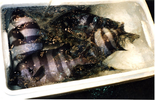 These fish are still swimming, so yes, the fish is quite fresh!