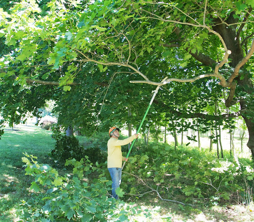 This type of light pruning is quite manageable for the crew. Trimming low-hanging branches increases the field of vision.