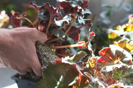 Ryan began lifting and dividing the begonia plants, carefully pulling apart the root clumps.