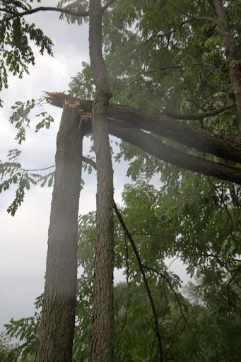 So many trees were snapped right in half.