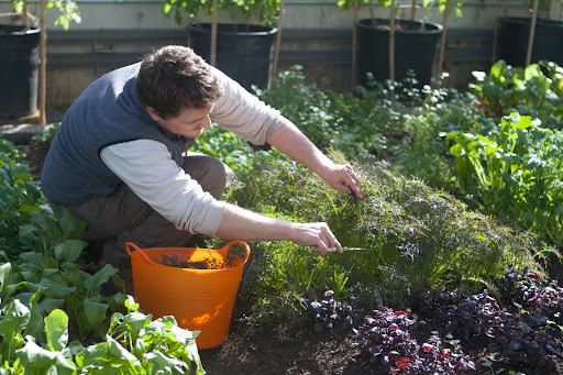 Ryan uses sharp scissors to pick many greens. Here he's carefully snipping the leaves of Dark Purple Mizuna. When the leaves are removed in this manner, the plant will usually send up new ones.