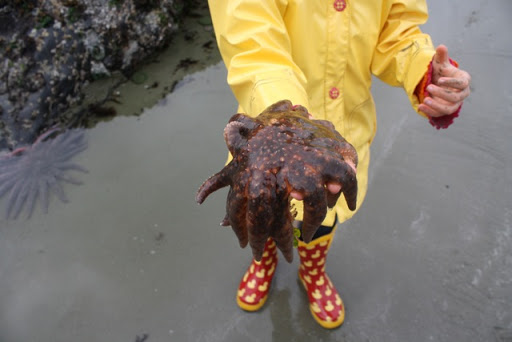 A young guest holding a small sunflower sea star - a kind of starfish having 16 to 24 rays. A larger one lurks behind her.