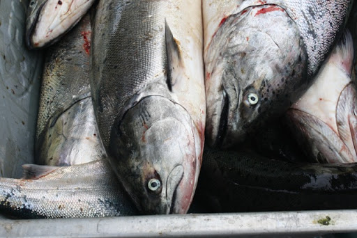 We never had fresher tasting fish - only hours out of the water.