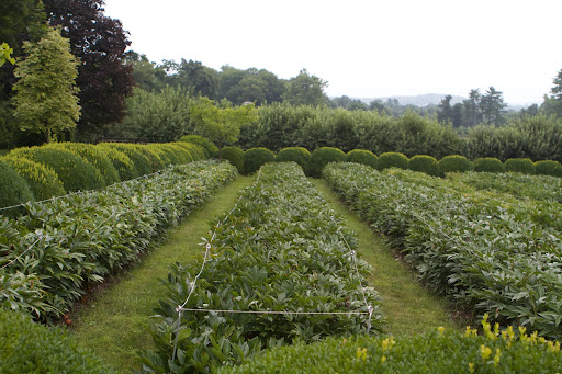 All of the spent blooms have been neatly snipped off, a process known as deadheading. This is done so that the plant won't spend its energy making seeds and will focus, instead, on strong growth for next season.
