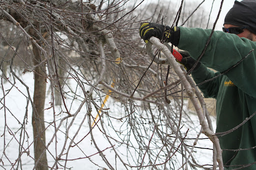 You want to favor spur branches where the apple tree flowers and sets fruit. Pruning encourages the tree to grow more of these fruiting spurs by removing competing suckers and unproductive wood.
