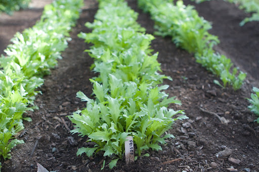 Frisée is a type of endive, but unlike some endive, frisée doesn't have a cylindrical-shaped leaf, but is rather shaggy and bushy. Frisée is similar to escarole and is often used in salads.