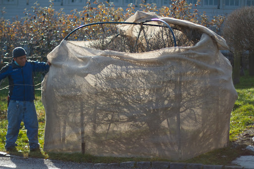A dome structure of plastic tubing was built around this standard lilac and the burlap was stitched to it.