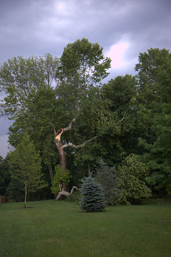 One of my prized sycamores against an angry sky