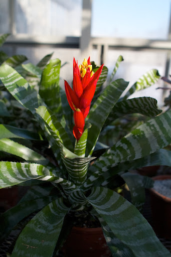 The emerging flower of the very showy bromeliad, Aechmea chantinii. As epiphytes, bromeliads require very little soil or none at all to grow. Actually the roots are for attachment of the plants to surfaces. They are often found growing upon tree limbs.