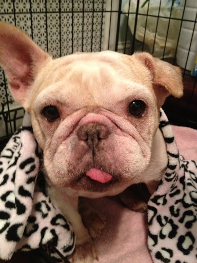 Hi! I need a medical exam, heart-worm check and vaccinations. Please make a donation and say it's for Aurora, so I can be as healthy and radiant as the light in the night sky I'm named after.