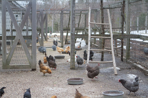 In addition to the hens and roosters, there are twelve Guinea fowl, and two Pomeranian geese that look over the entire flock. The geese are very, very protective.