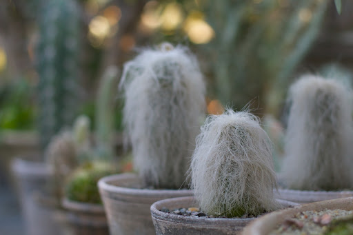 With all its white hair, the old man cactus is fittingly named. It looks so fuzzy and soft, but watch out! The hair conceals really sharp thorns. It also shades the plant from the desert sun.