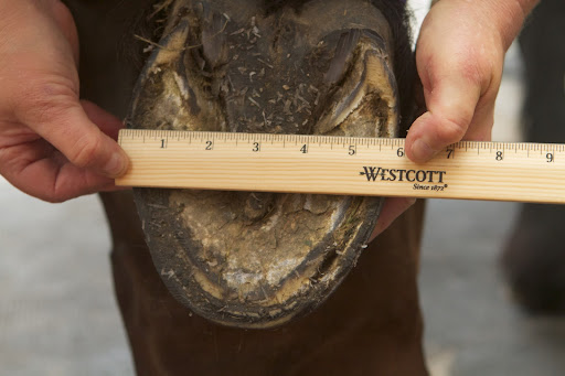 After trimming, she took a hoof measurement. This is the hoof width at its widest.