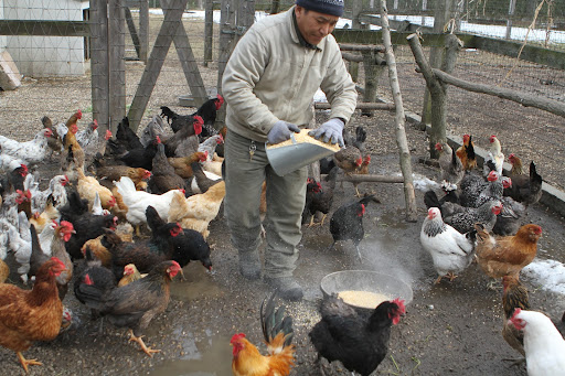 He divides the cracked corn among rubberized feed bins in the yard.