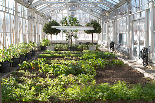 The vegetable greenhouse is growing splendidly! I've been enjoying fresh spinach and salad greens. The crops grow right in the specially amended soil. The tomato plants growing in tubs along the left wall look strong and healthy.