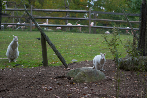 Albino kangaroos and flamingos, too!