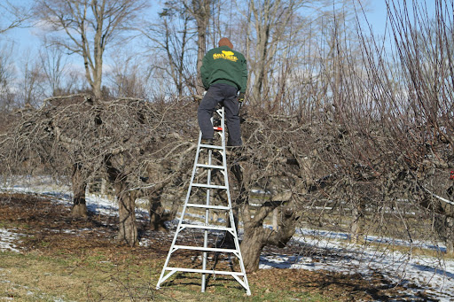 These trees are approximately 50-years old and Danny Broglino, from SavATree, has been pruning them ever since I bought the farm.