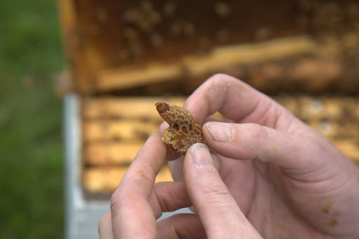 A fully constructed queen cell has a peanut-like shape and texture.
