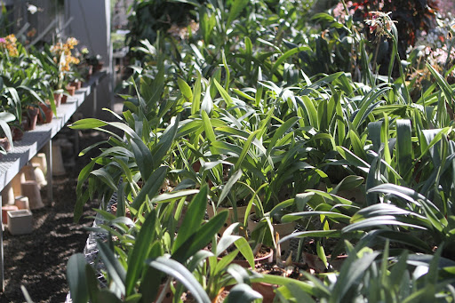 Perhaps you recall a recent blog posting about the major winter project of repotting my large orchid collection. Well, it was so worth the effort because they are growing so beautifully.