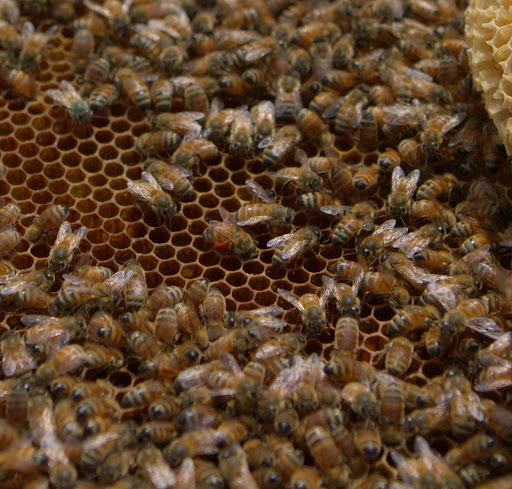 He pointed out a worker bee whose legs were covered with bright red pollen, perhaps from a blooming red chestnut tree. It's very rare to see such a color!