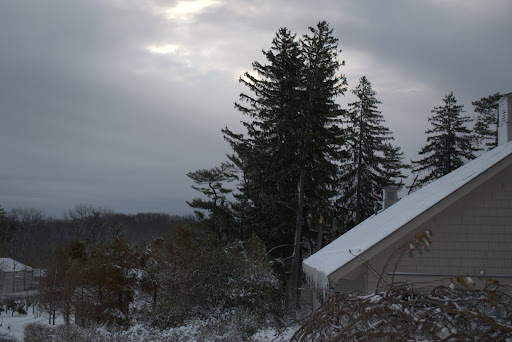 A view of a grouping of very tall spruce trees, one of which broke and fell on the Tenant House, as you may recall.