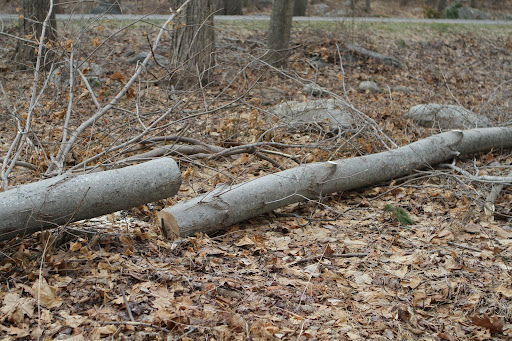 Those sections will be transported and added to the rather enormous growing pile of logs near Dominic Arena's saw mill at the compost area.