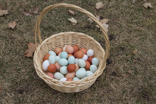 A few of my favorite breeds on the farm include Maran, which lays dark-brown eggs; White-crested black Polish; Buff Orpington; Blue Silkie bantam; Blue Andalusian; Mille-fleur bantam; Araucana, which lays bluish-green eggs; and Australorp.