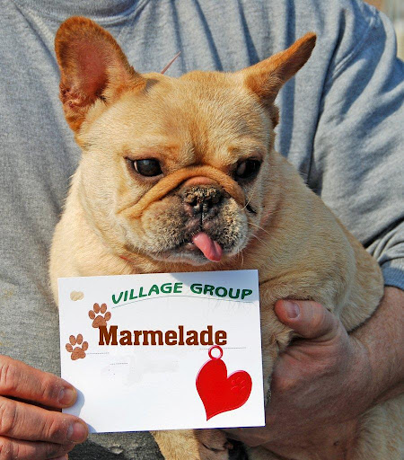 Marmalade at intake - I'm super sweet, which is why I'm named Marmalade but, without being examined by the vet, getting heart-worm meds and vaccinations I won't be able to be my happy-go-lucky self!