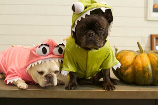 For Halloween, the girls choose their costumes from the Martha Stewart Pets line at PetSmart.
http://dailywag.marthastewart.com/2012/10/this-years-halloween-costumes-from-petsmart.html
