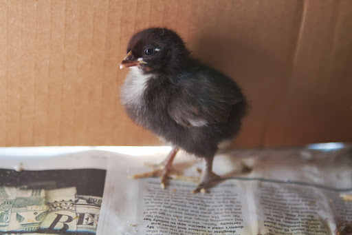 During long daylight hours, a healthy young hen, bred for egg-laying, can lay almost an egg a day!