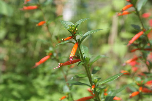 This is a cigar flower, a native annual of Mexico that blooms all summer long. Hummingbirds adore this plant!