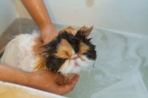Use a good quality shampoo specifically made for pets. The shampoo should be diluted in a container of warm water. Once Peony was good and wet, Sanu poured the water/shampoo over the back, being careful not to get the face wet. Cats don't fare well getting water in their nasal passages.