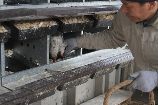 If a hen is still in a nesting box, Phurba gently reaches below her to retrieve the eggs. Sometimes a hen will give a good peck, so it's a good idea to wear gloves.