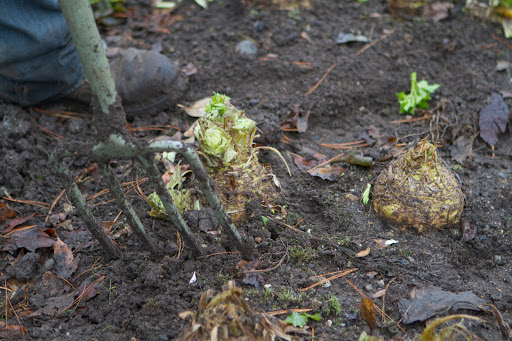 He first cut back the upper green stalks, which were rather wilted from frost. The stalks can be used to flavor soups and stocks, but these wilted ones were fed to the chickens. He then loosened the soil around the knobby root with a garden fork.